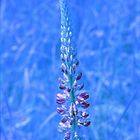 Lupine im Blau