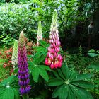 Lupine im Garten 