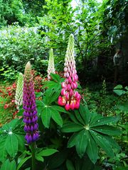 Lupine im Garten 