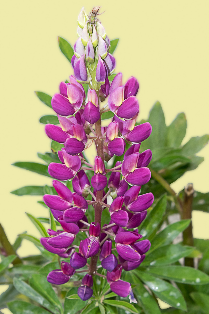 Lupine im Garten