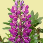 Lupine im Garten