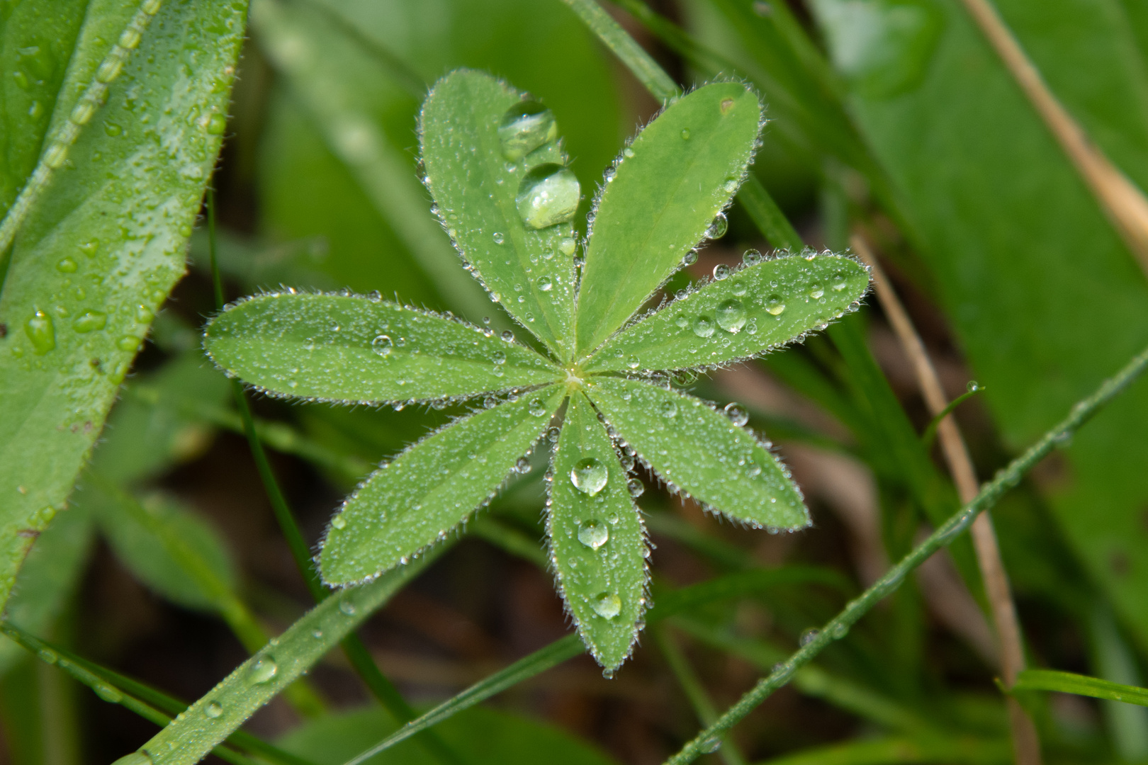 Lupine im Morgentau