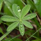 Lupine im Morgentau