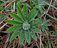 Lupine im Morgentau