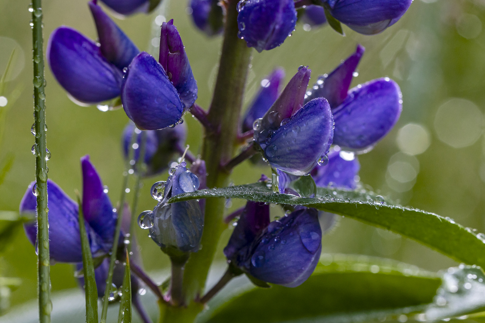 Lupine im Regen