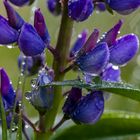 Lupine im Regen