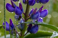 Lupine im Regen