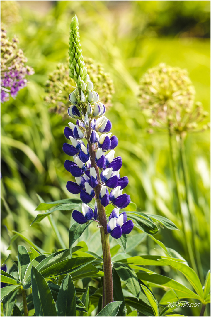 Lupine im Tachenhäuser Hof