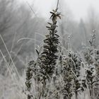 Lupine im Winterkleid