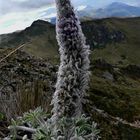 Lupine in the Andes