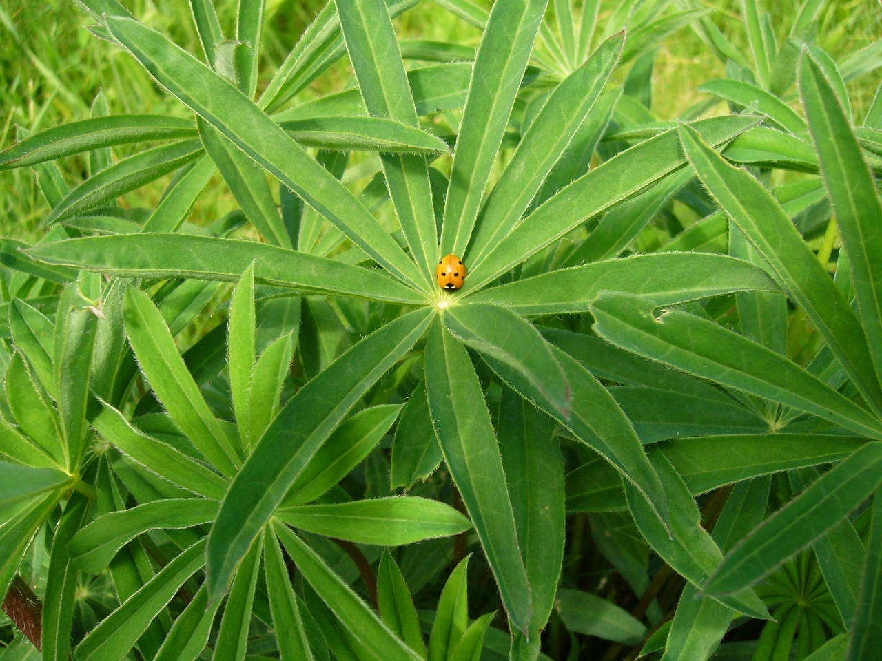 Lupine Käfer