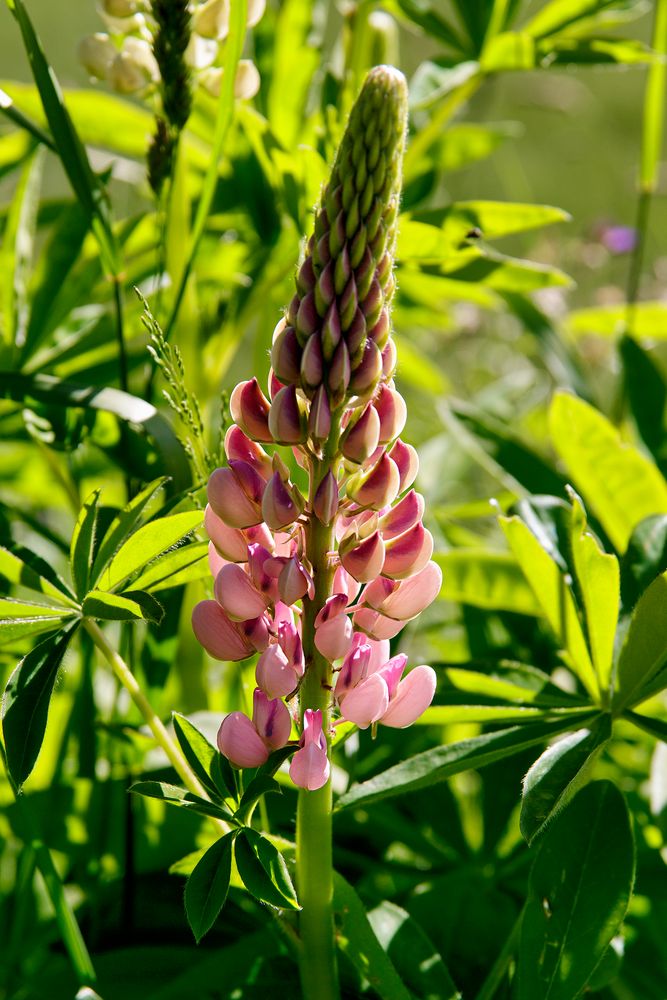 Lupine - mein Mittwochblümchen