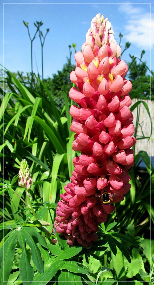 Lupine mit Besuch