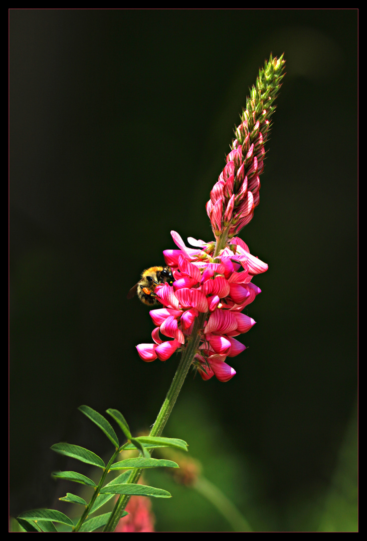 Lupine mit Besucherin