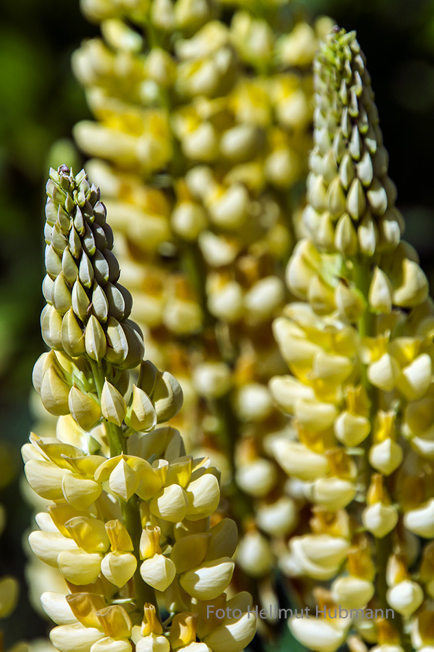 LUPINE MIT DANKESWORT