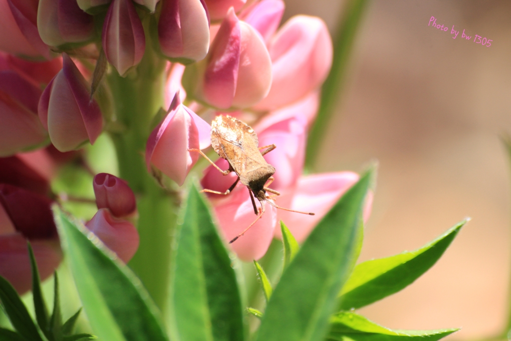 Lupine mit Gast, Mai 2017