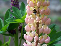 Lupine mit hektischer Hummel