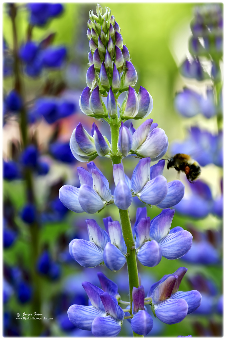 Lupine mit Hummel