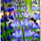 Lupine mit Hummel