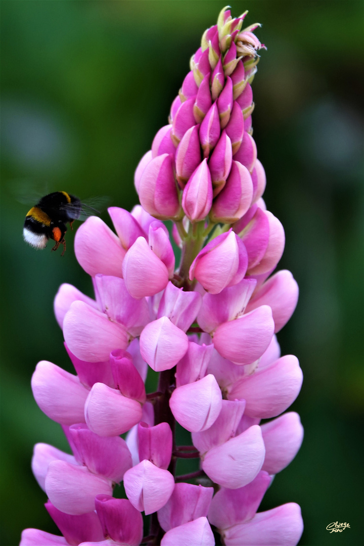 Lupine mit Hummel