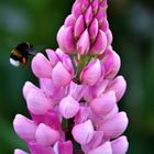 Lupine mit Hummel