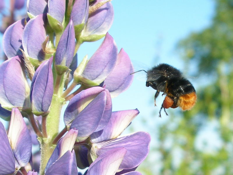 " LUPINE MIT HUMMEL "