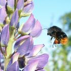 " LUPINE MIT HUMMEL "