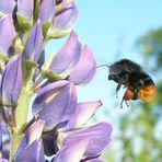 " LUPINE MIT HUMMEL "