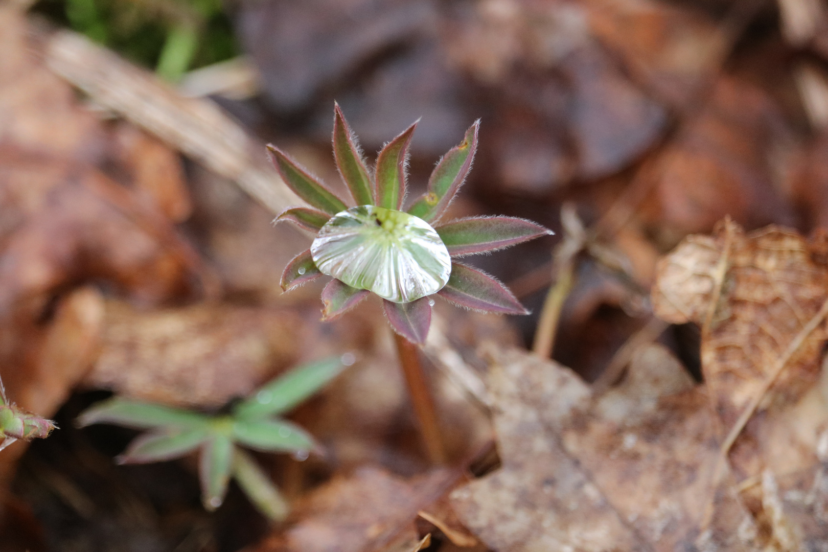 Lupine mit Tropfen