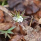 Lupine mit Tropfen