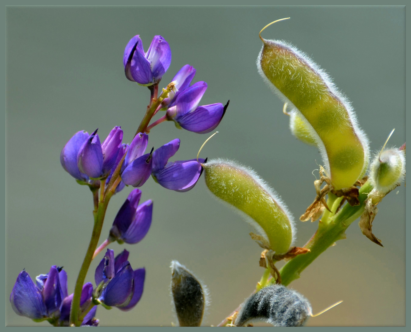 Lupine - von allen ihren Seiten