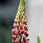 Lupine_01