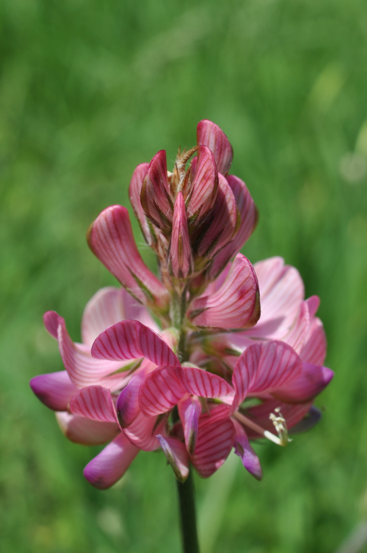 lupinella