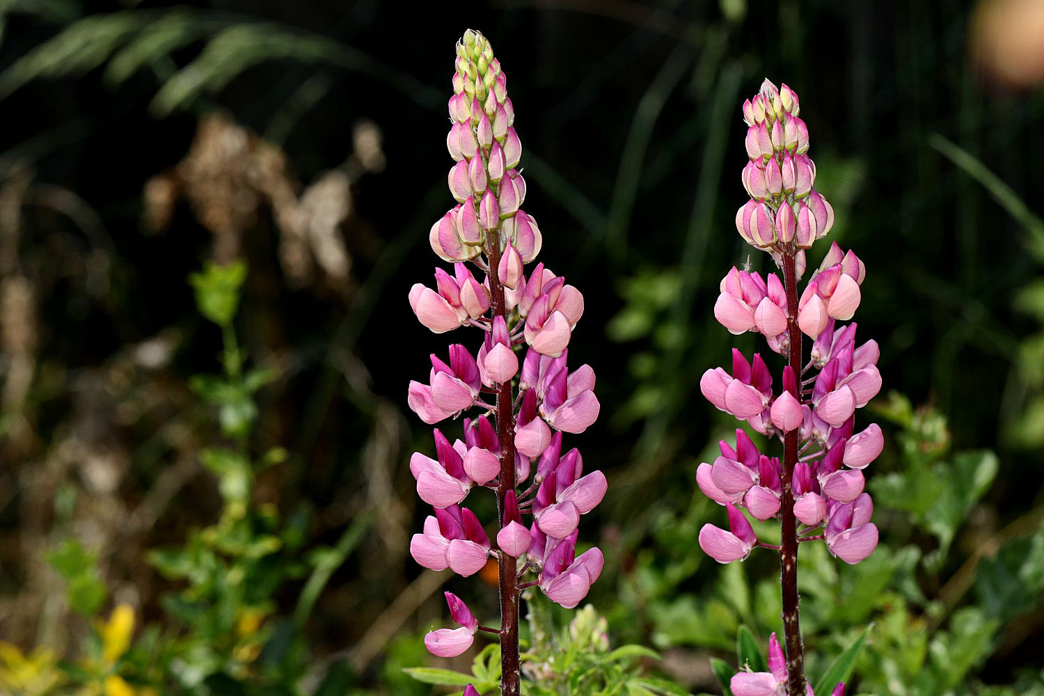 Lupinen