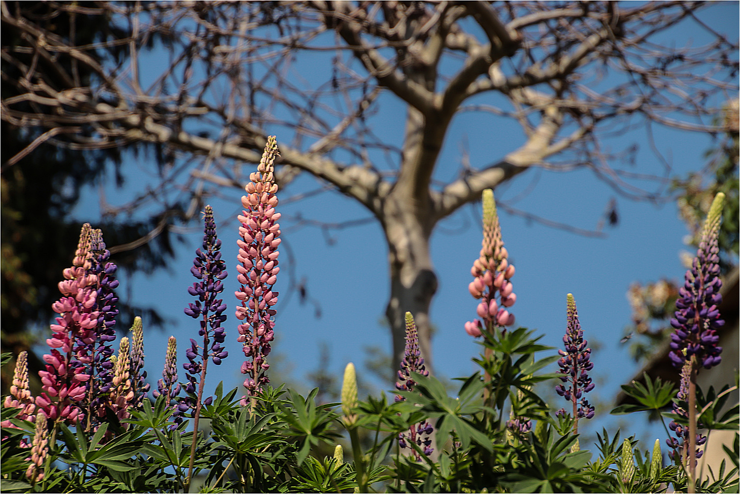 Lupinen 1