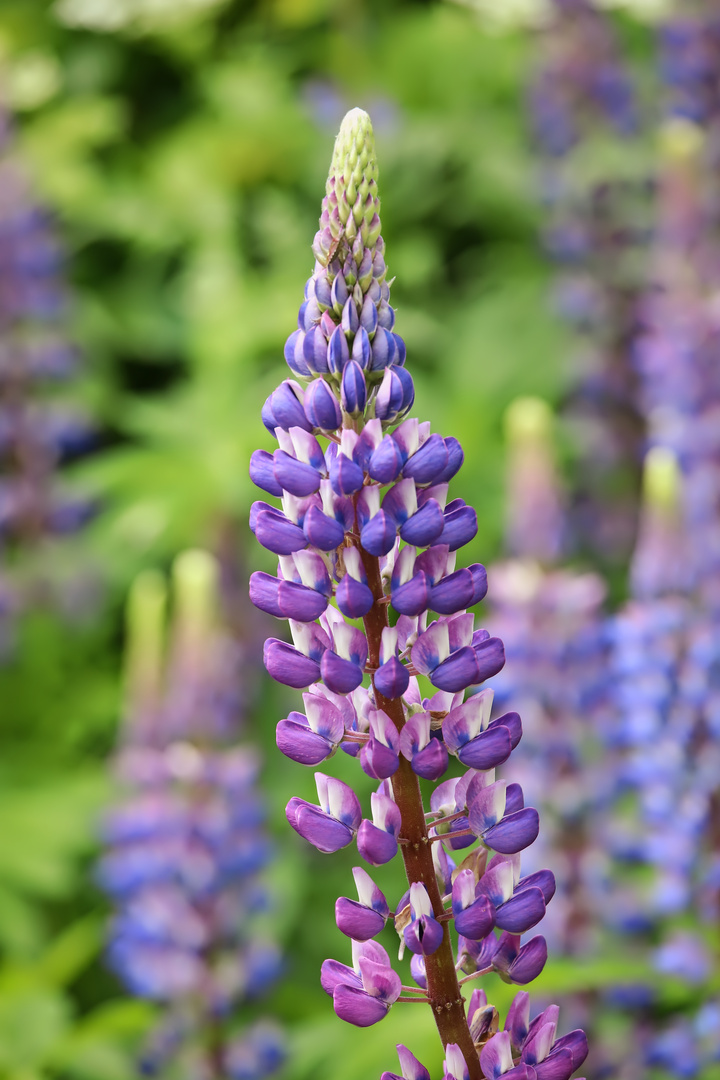 Lupinen (2021_06_08_4593_ji) Foto & Bild blau, natur, pflanze Bilder