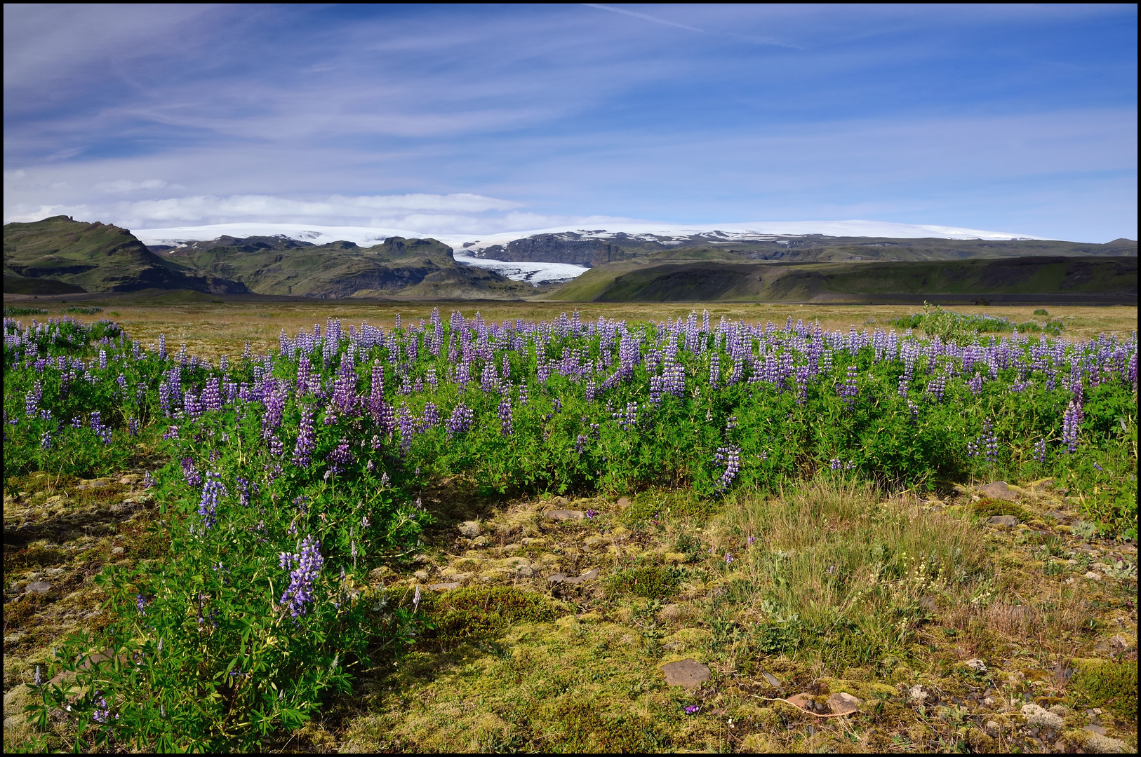 Lupinen Foto & Bild europe, scandinavia, iceland Bilder auf