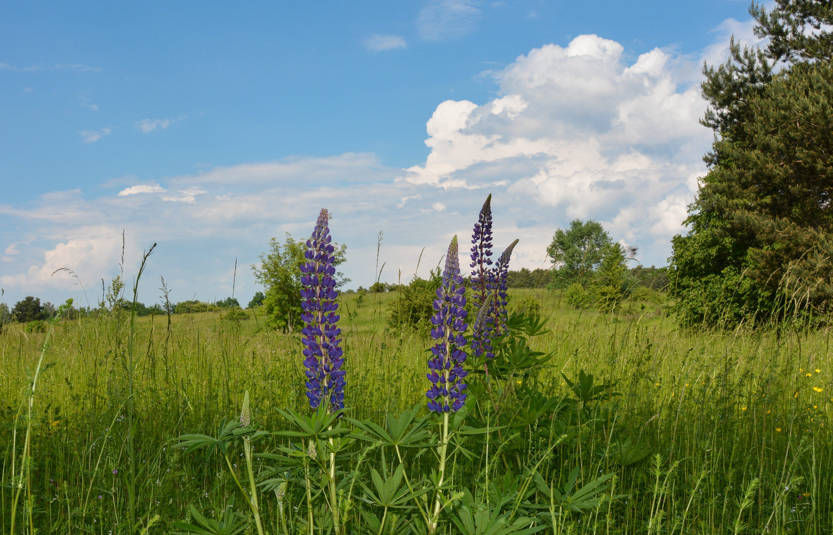 Lupinen