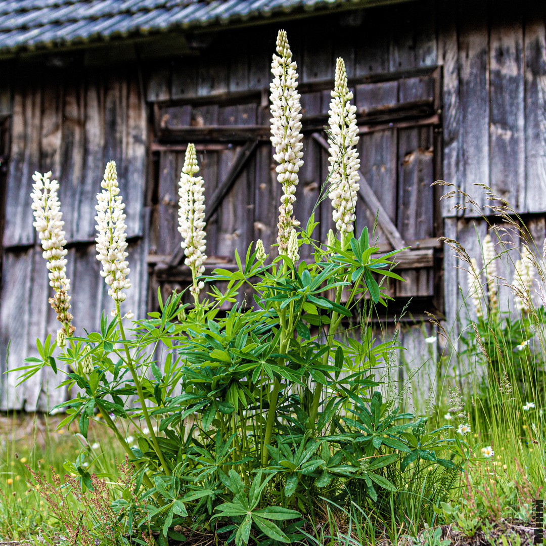 Lupinen