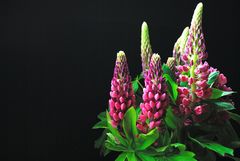 Lupinen