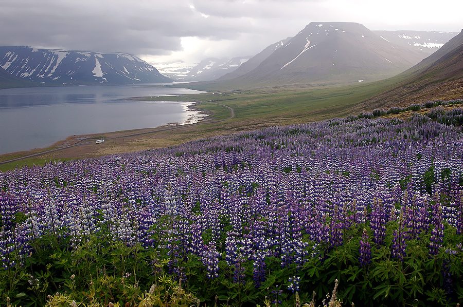 Lupinen