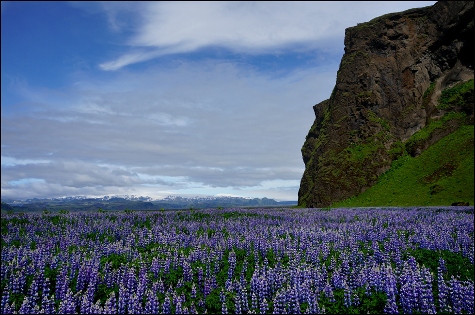 Lupinen