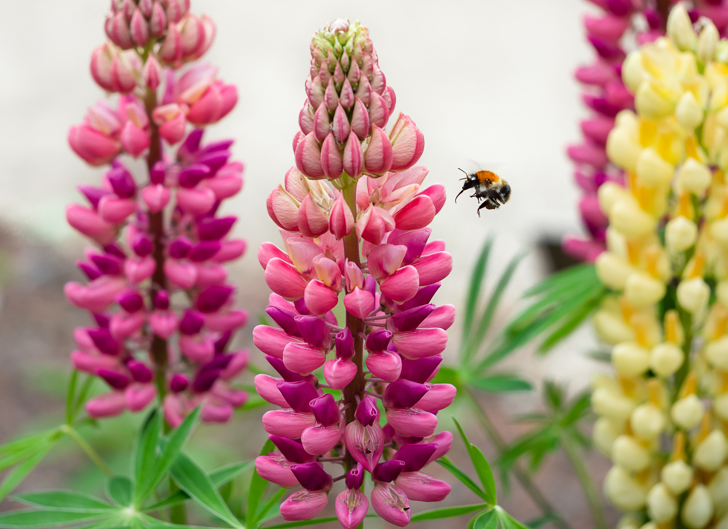 Lupinen Foto & Bild tiere, wildlife, insekten Bilder auf