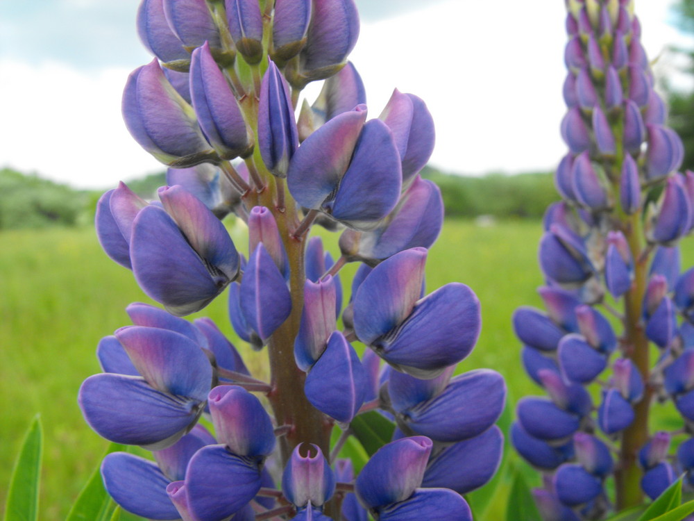 Lupinen