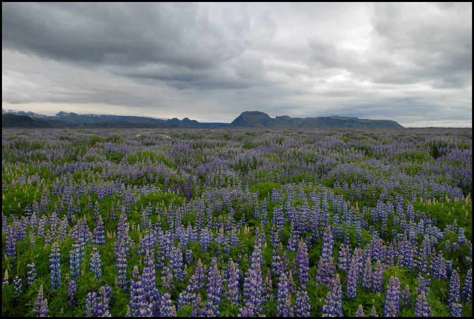 lupinen