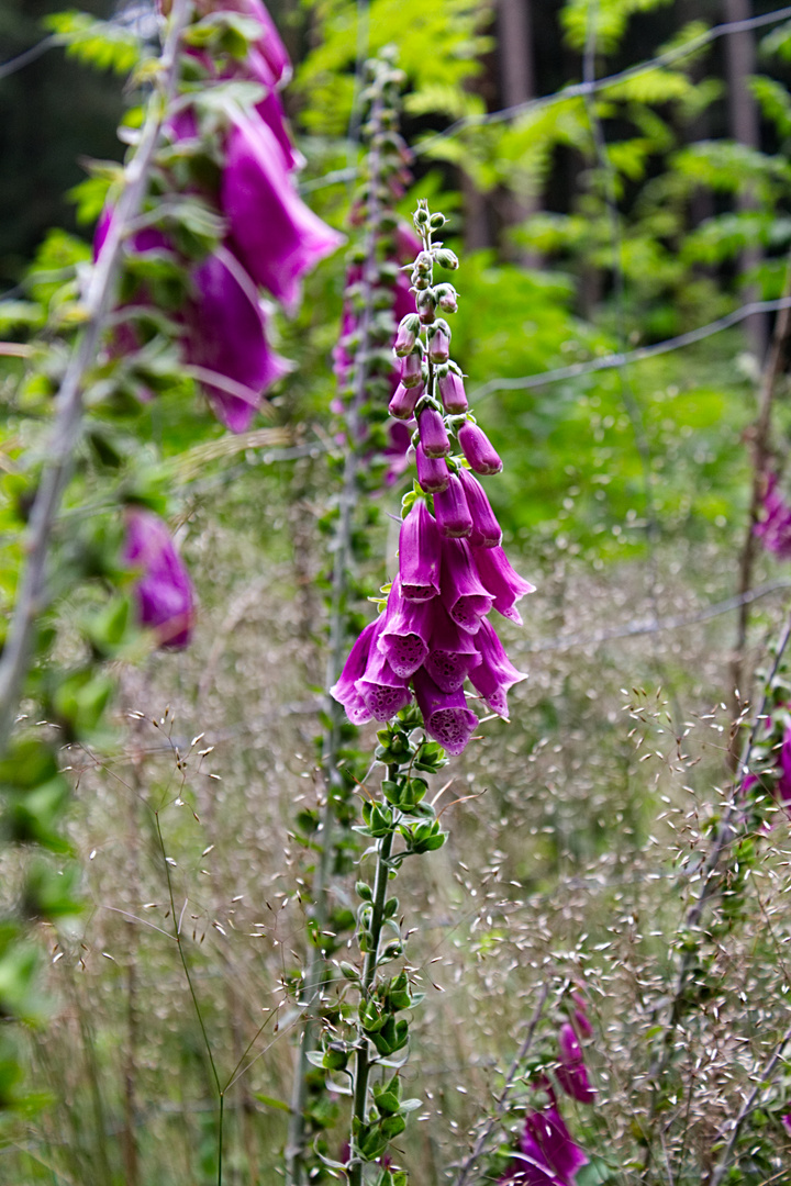 Lupinen