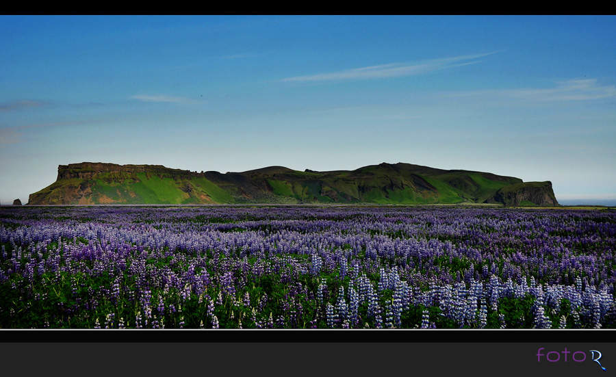 Lupinen