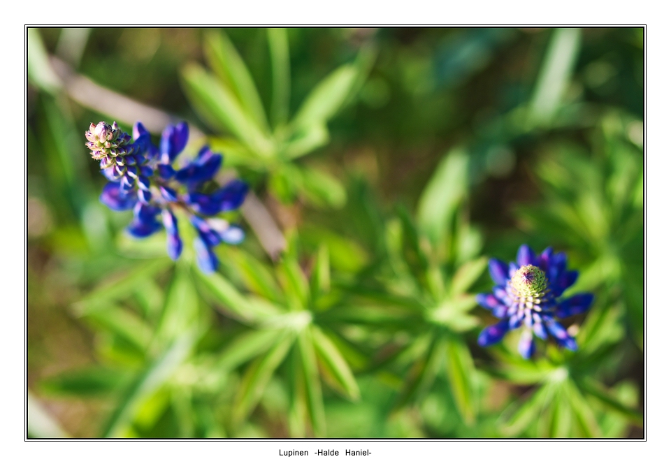 Lupinen