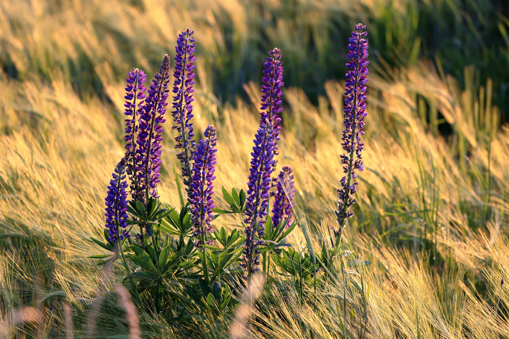 Lupinen