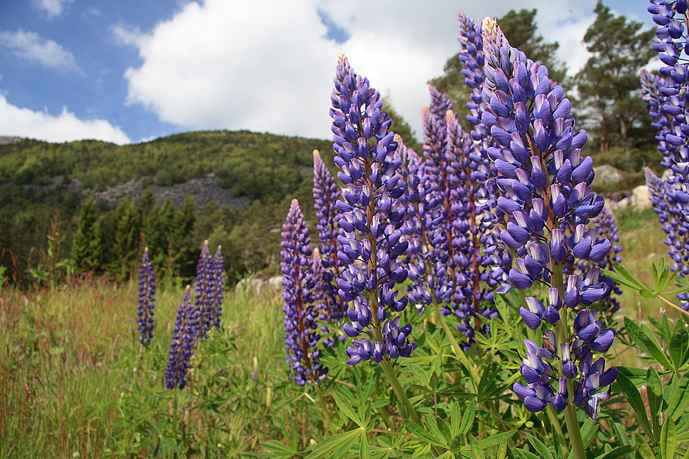 Lupinen